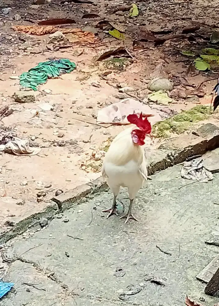 Ayam hutan keturunan (putih)