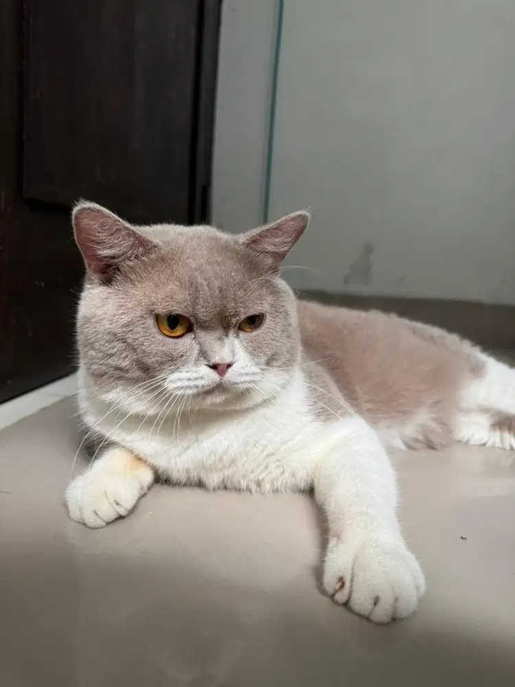 Kucing bsh jantan lilac bicolour