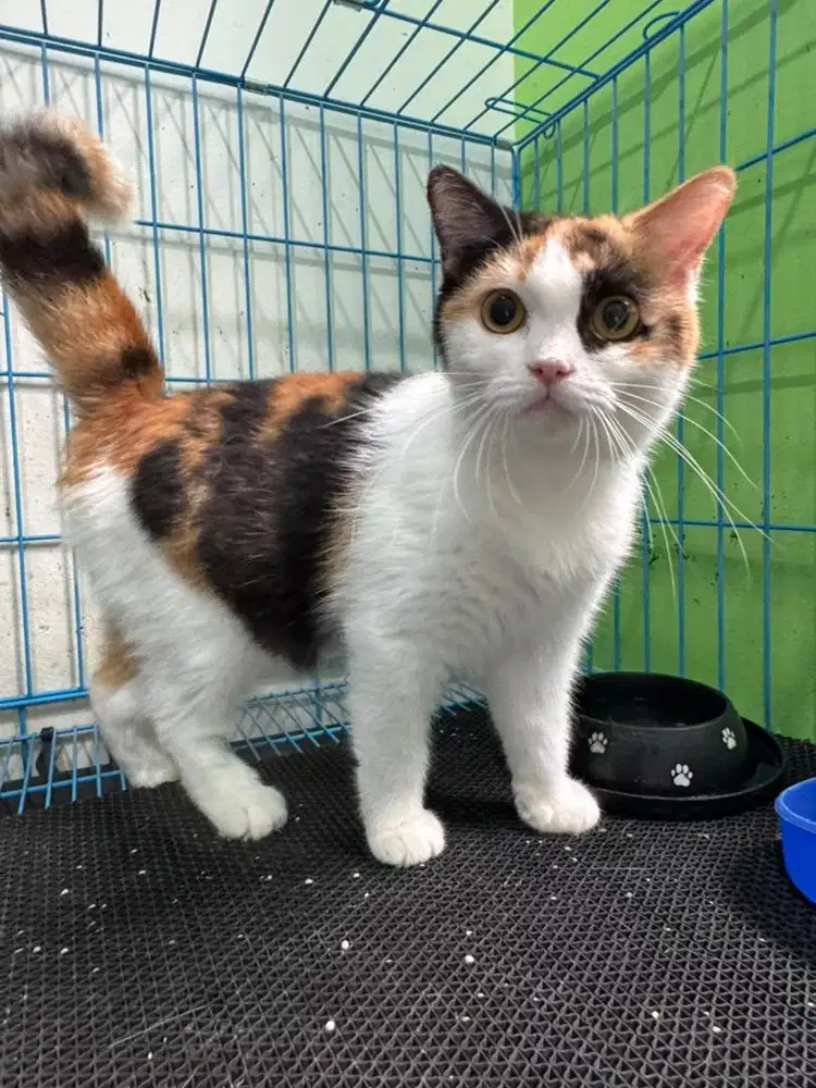 Kucing bsh calico impor nonped