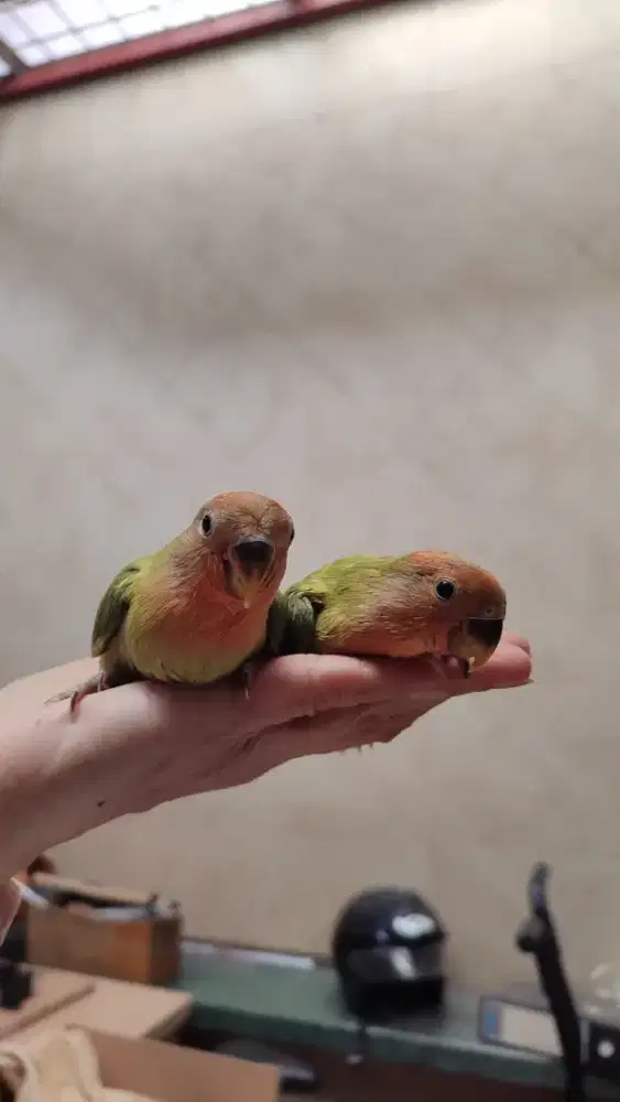 Anakan / lolohan lovebird non klep / holland / import / rosseicolis