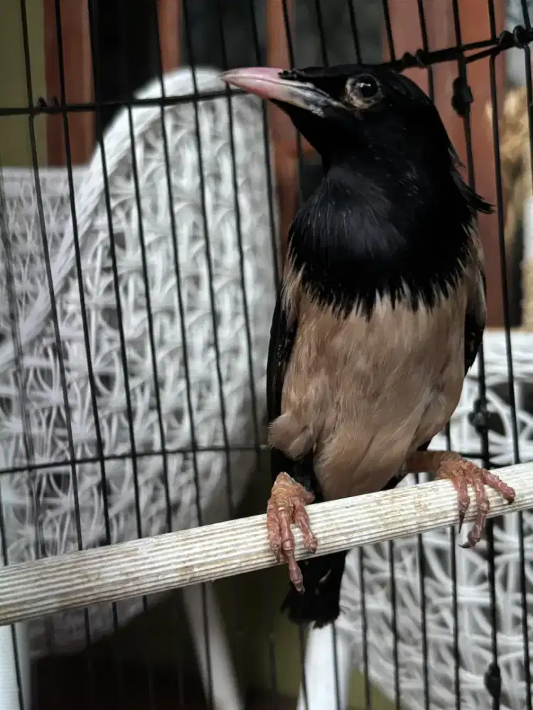 Burung Rosy Starling sudah bunyi