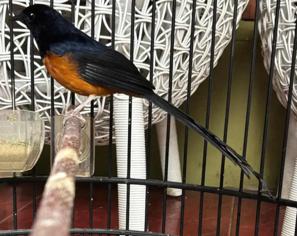 Burung Murai Batu Gacor sama Kandang BNR no 2