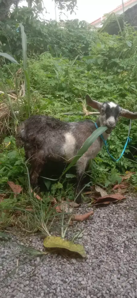 Kambing kecil betina buat Aviari koleksi jinak lucu sangat sehat jos