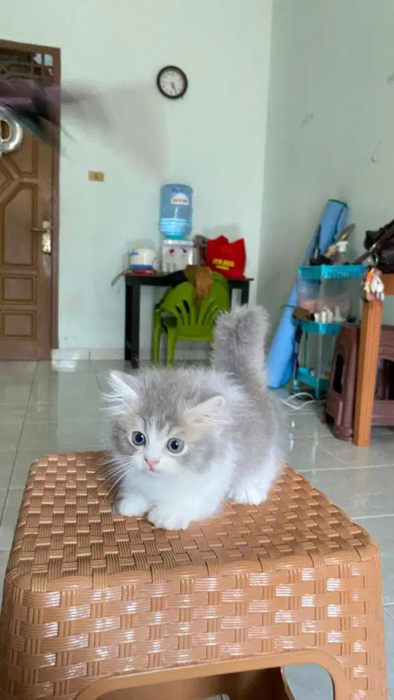 Kucing munckin jantan