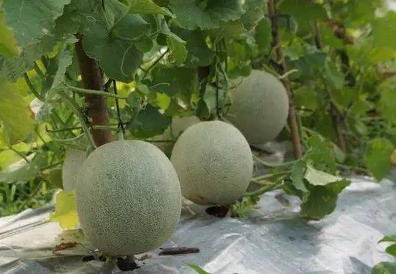 PEKERJAAN AHLI DALAM BIDANG MENANAM MELON