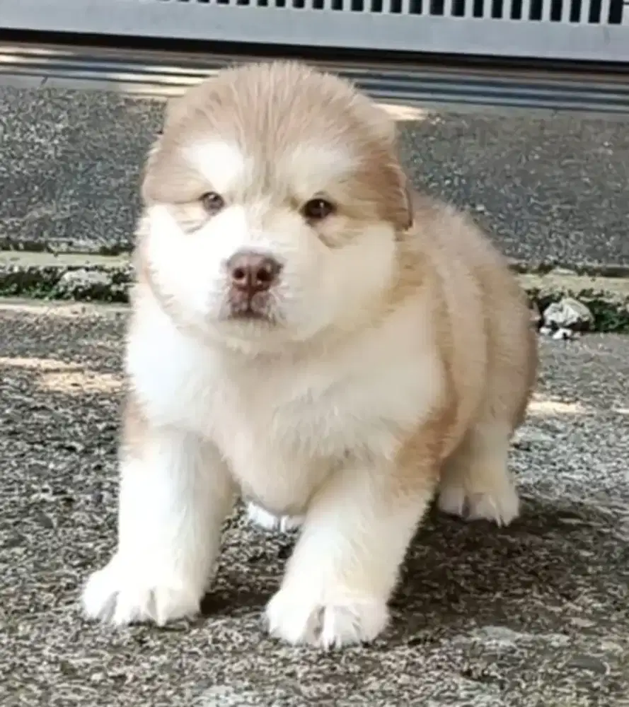 ALASKAN MALAMUTE BETINA 1