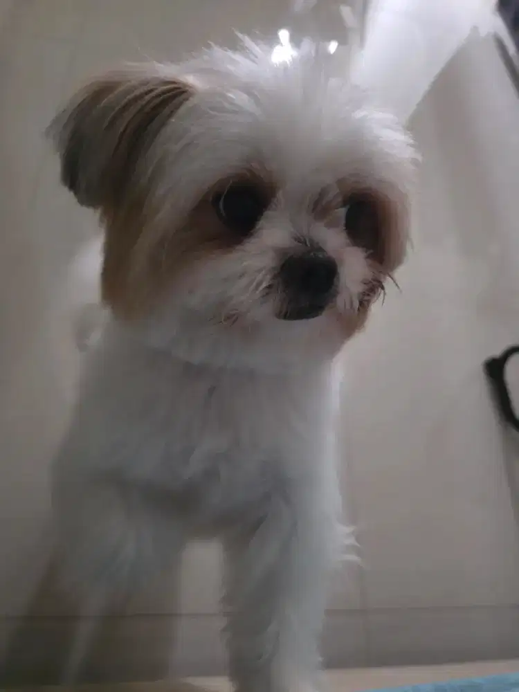 ART Pulang Pergi 3x seminggu