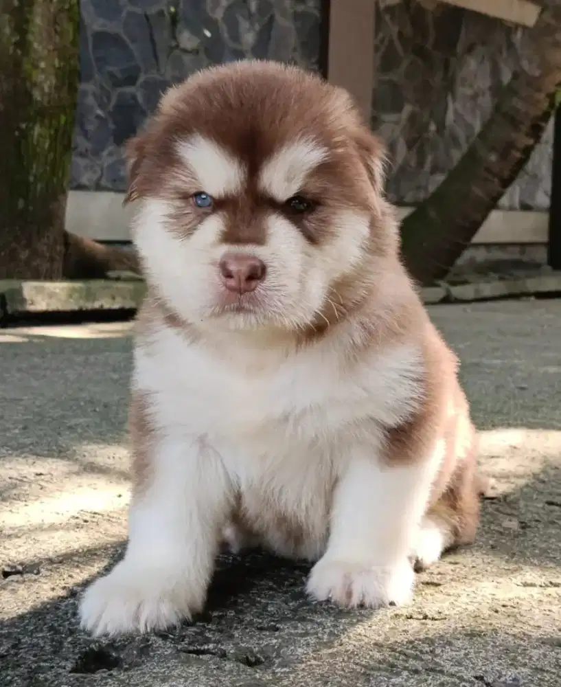 ALASKAN MALAMUTE BETINA 2