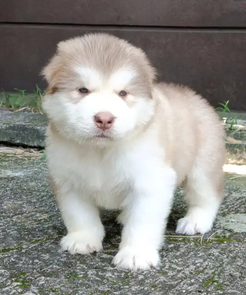 ALASKAN MALAMUTE JANTAN 1