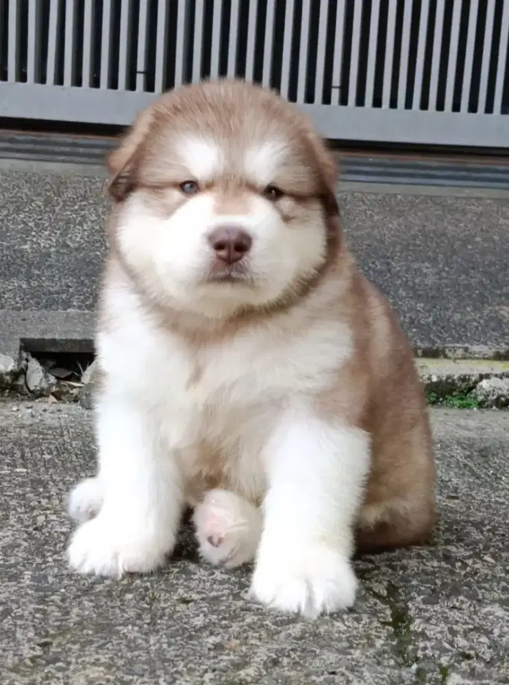 ALASKAN MALAMUTE JANTAN 2