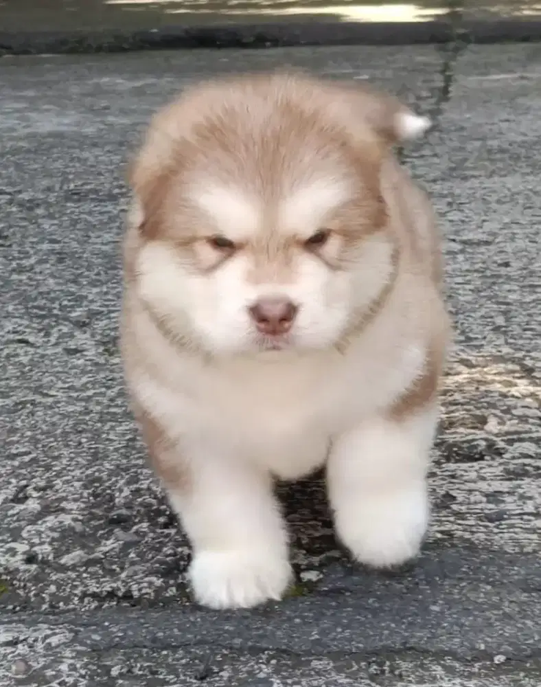 ALASKAN MALAMUTE JANTAN 3