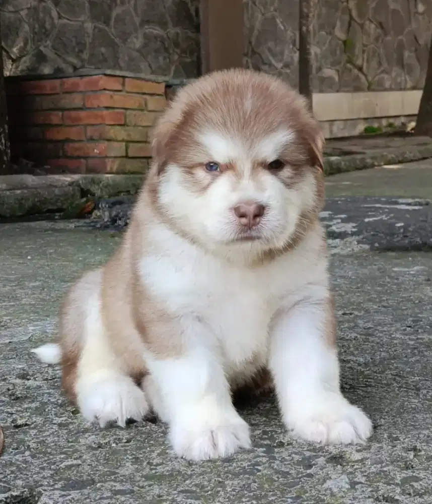 ALASKAN MALAMUTE JANTAN 4
