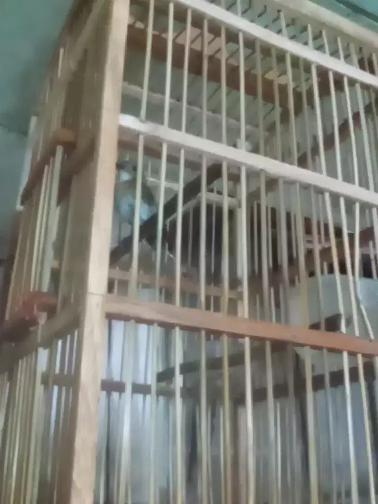 Dada coklat ori bali pastol jantan dokor