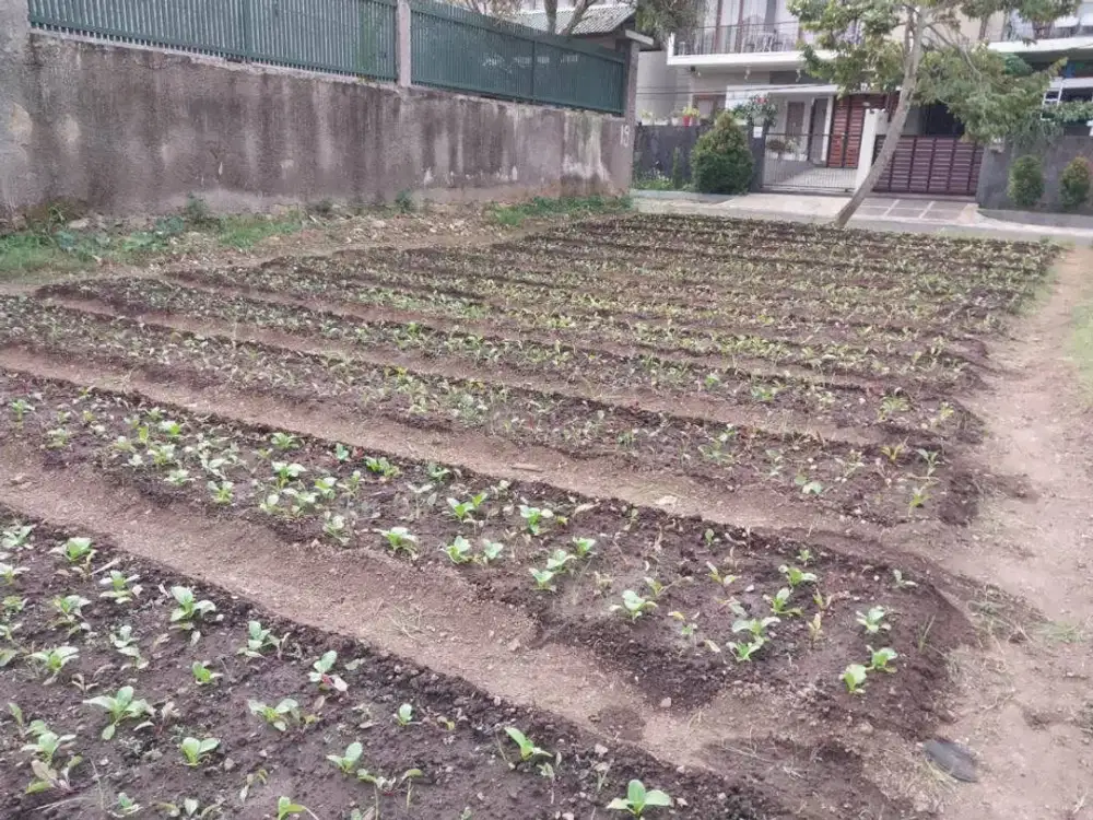 Dijual Tanah di Padaasih Cisarua Bandung Barat, Luas dan Strategis