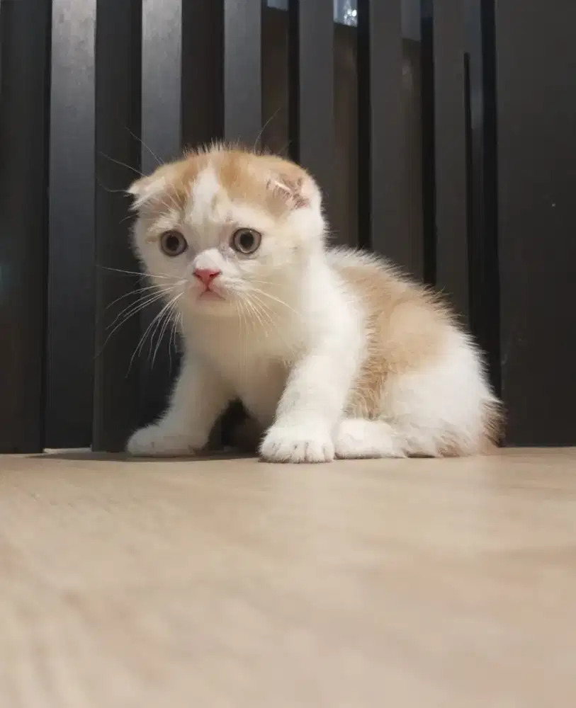 Scottish fold jantan