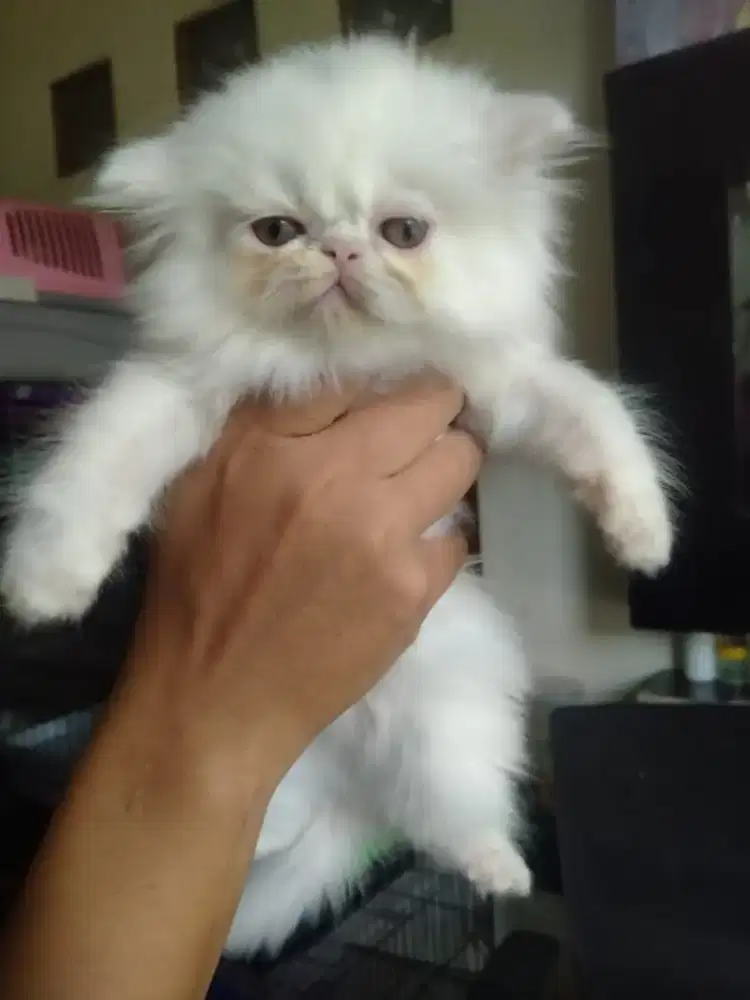 Kitten flatnose betina