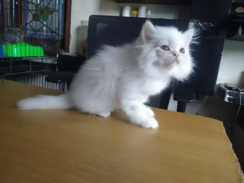 Kitten Persia medium