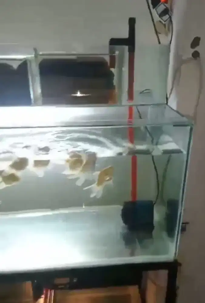 ikan koki 8 ekor + talang kaca ukuran 98 x15 x 15 +media