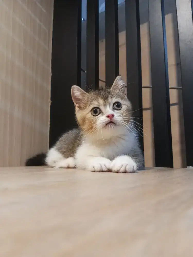 Kucing bico black golden & white jantan