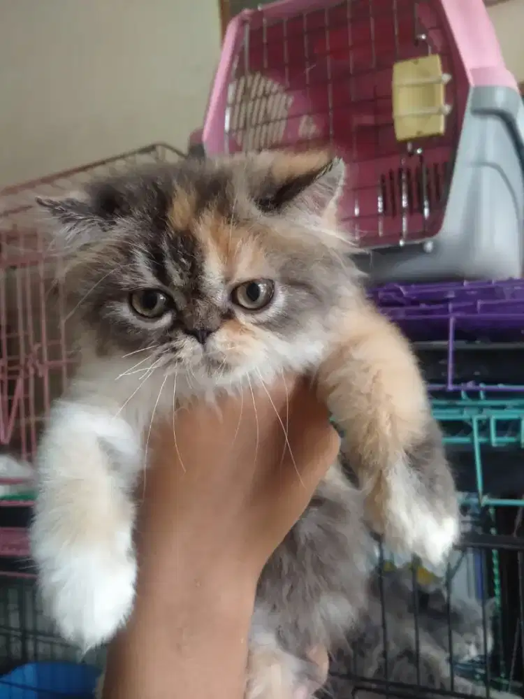 Kitten Persia calico betina flatnose