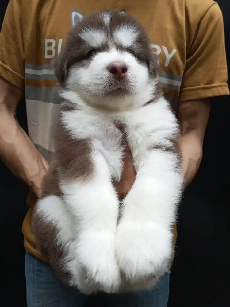 ALASKAN MALAMUTE RED JANTAN