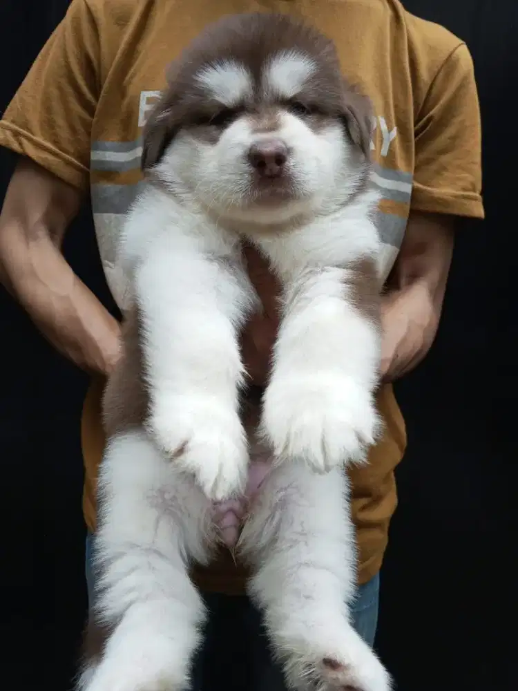ALASKAN MALAMUTE RED BETINA 1