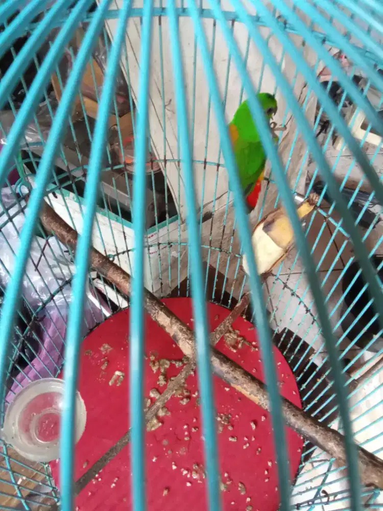 Burung love bird sumatra