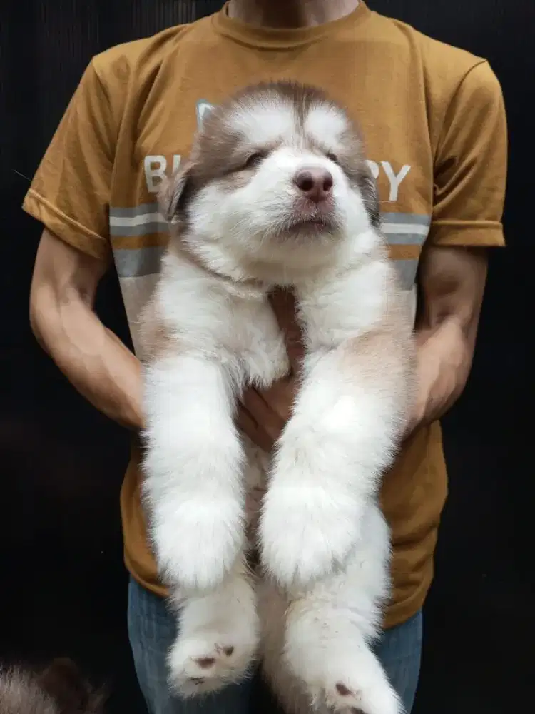 ALASKAN MALAMUTE RED BETINA 2