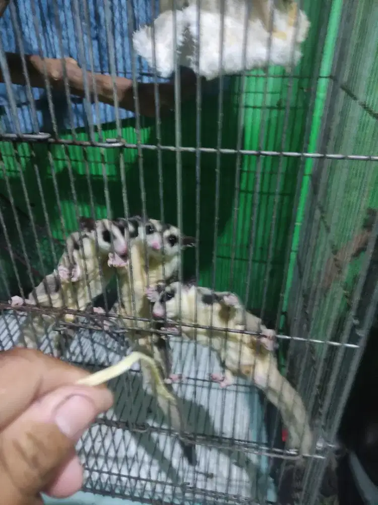 Sugar glider 4 ekor WF 5 ekor CG