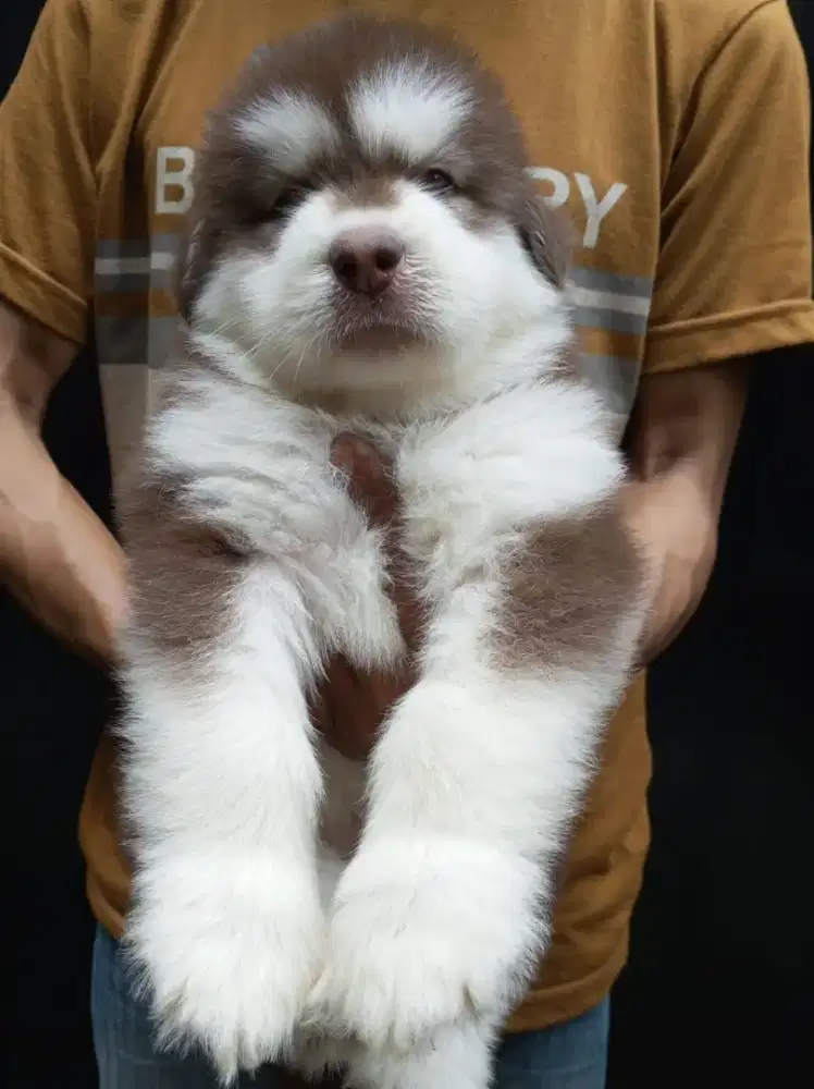 ALASKAN MALAMUTE BETINA 3