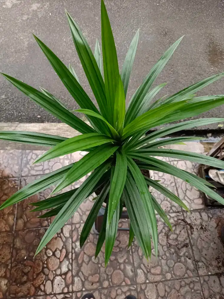 Tanaman Pandan Wangi Lebat dan Subur