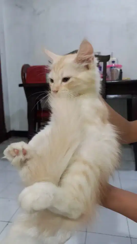 Lepas adopt anakan persia kitten perisia flatnose