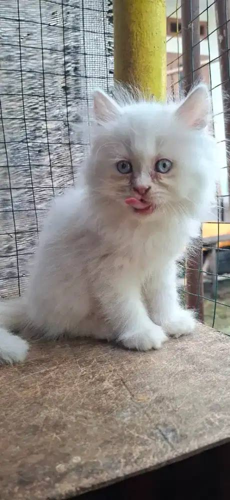 Lepas adop Kitten persia flatnose