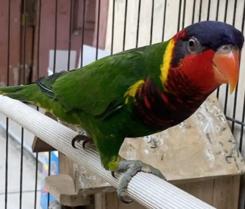 LOVEBIRD WARNA CANTIK 1,5 NEGO SANTAI