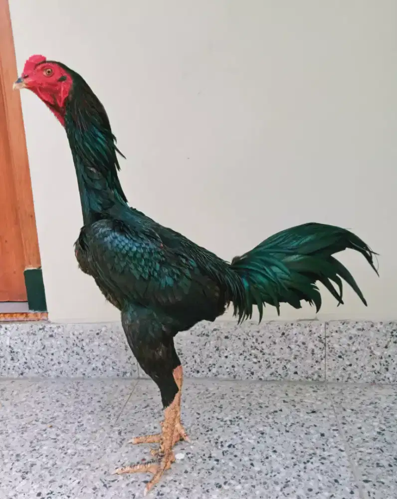 Ayam Bangkok Pakhoy Blackbull Super VIP