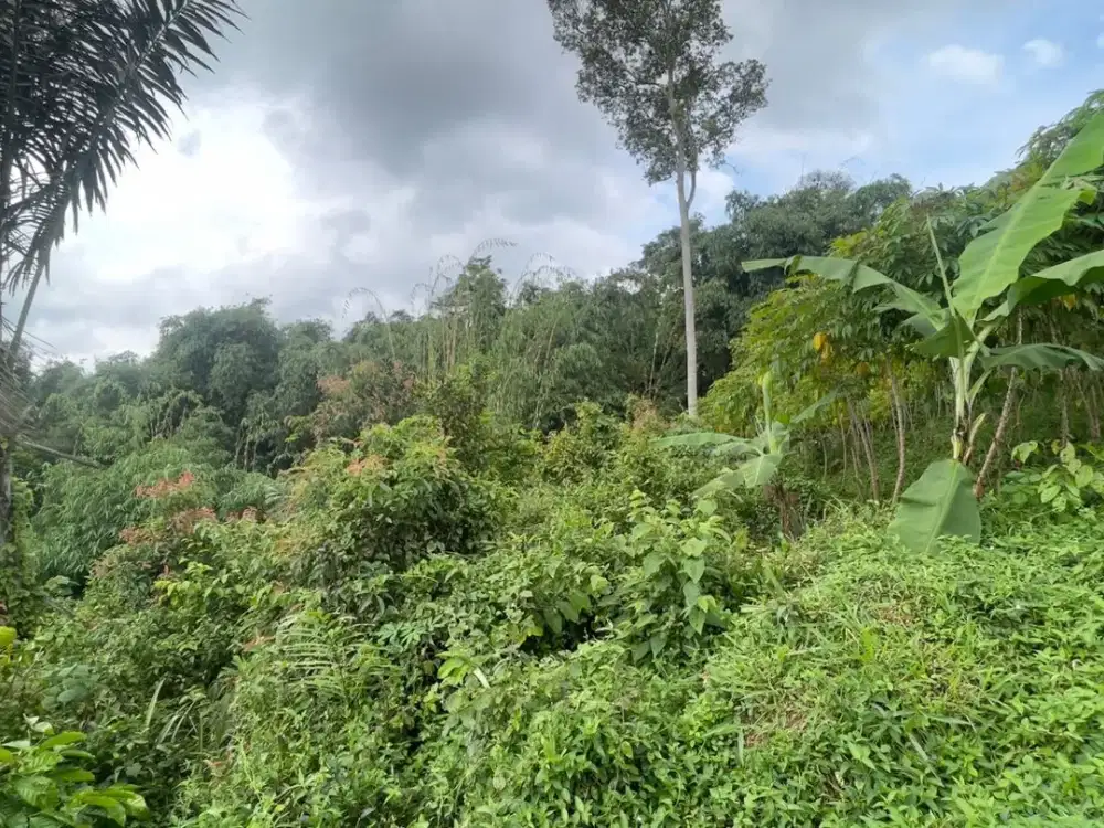 Dijual Murah Tanah Dekat Kampung dan Dekat Tol di Darangdan Purwakarta