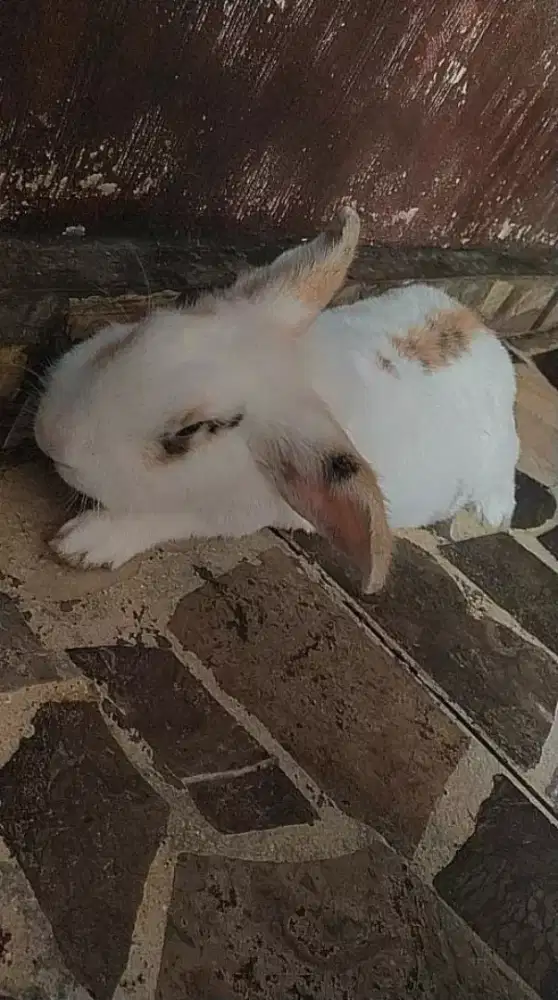 Kelinci  anggora lokal