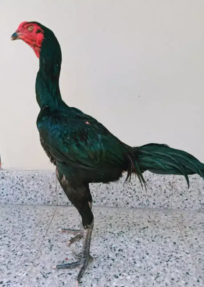 Ayam Bangkok Blackbul Calon VIP