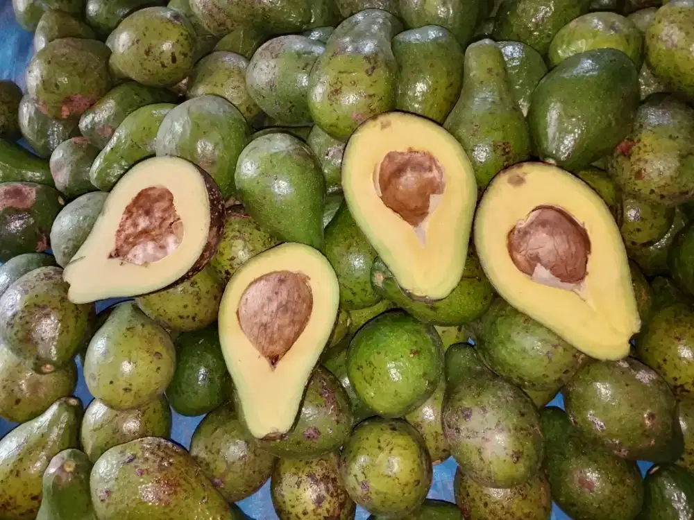 Jual alpokat Takengon