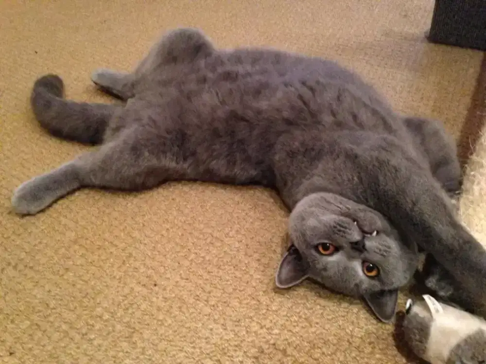 Bsh jantan birahi berat