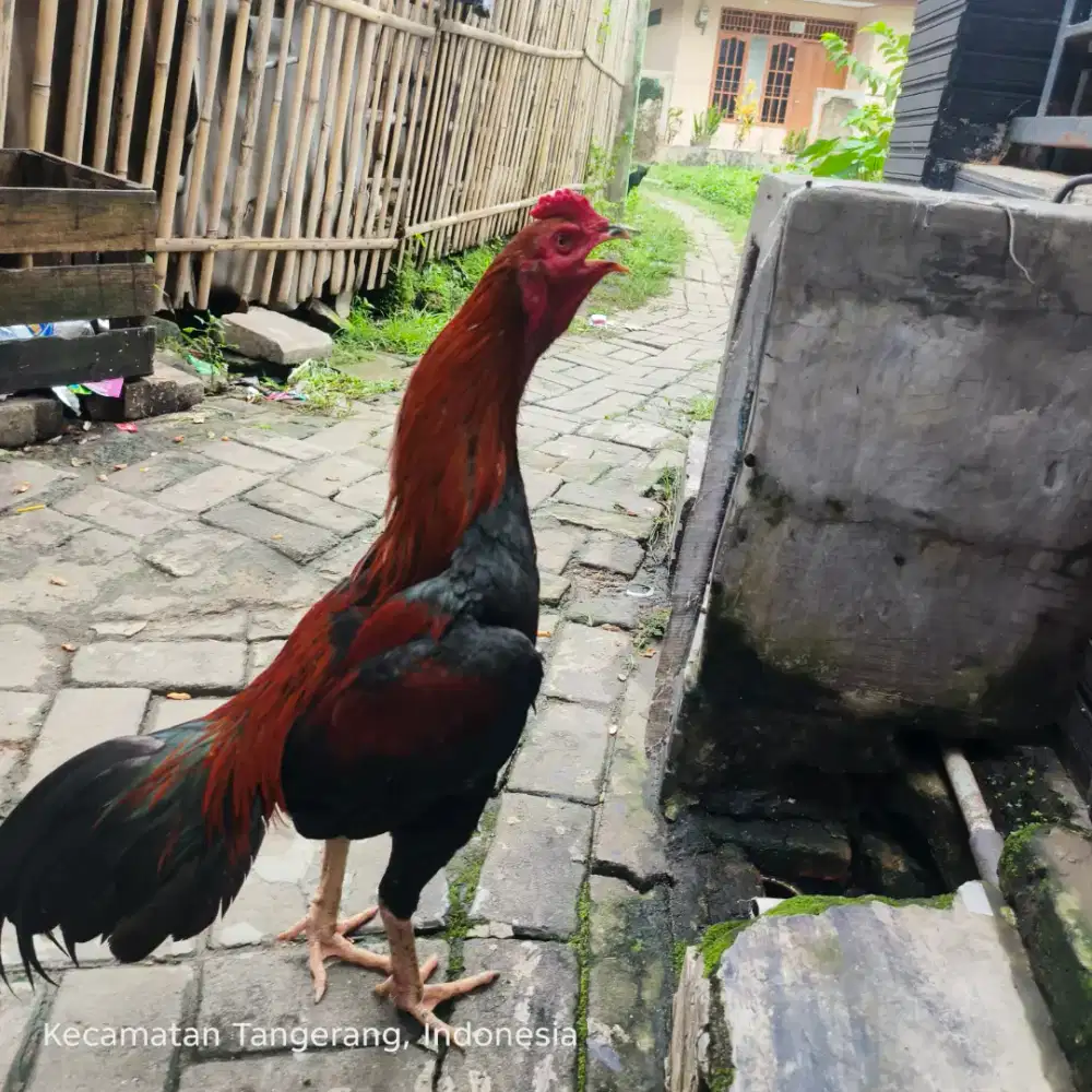 Ayam bangkok Selatan