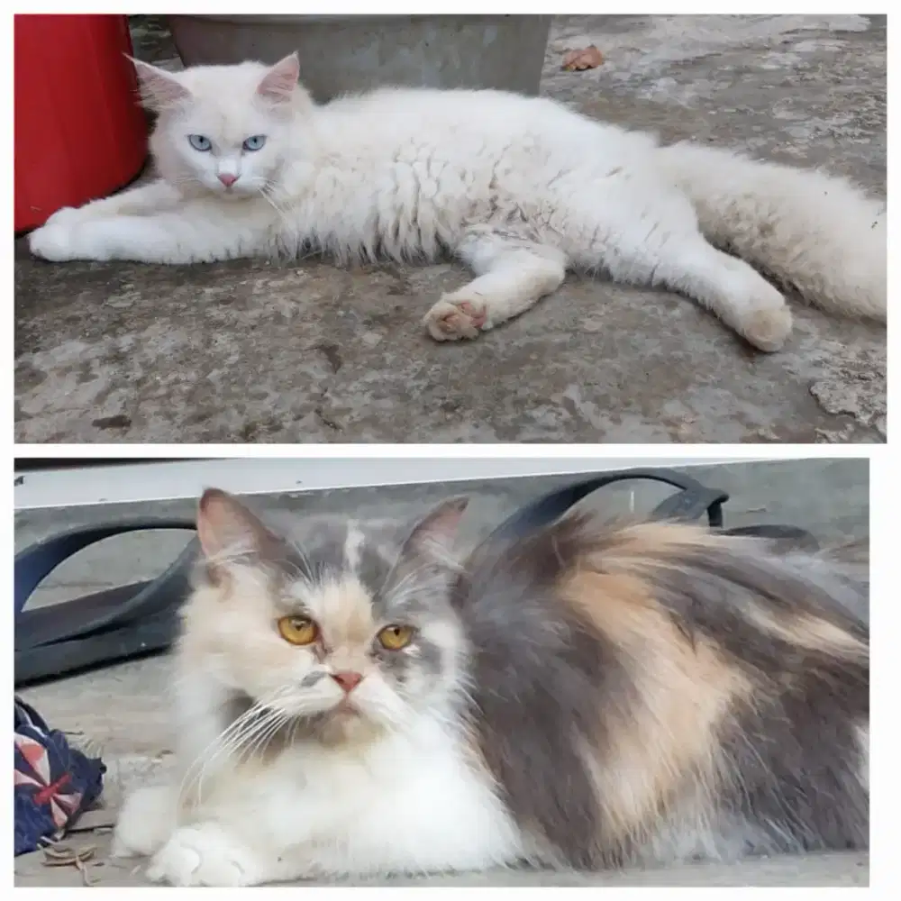 LA sepasang kucing persia