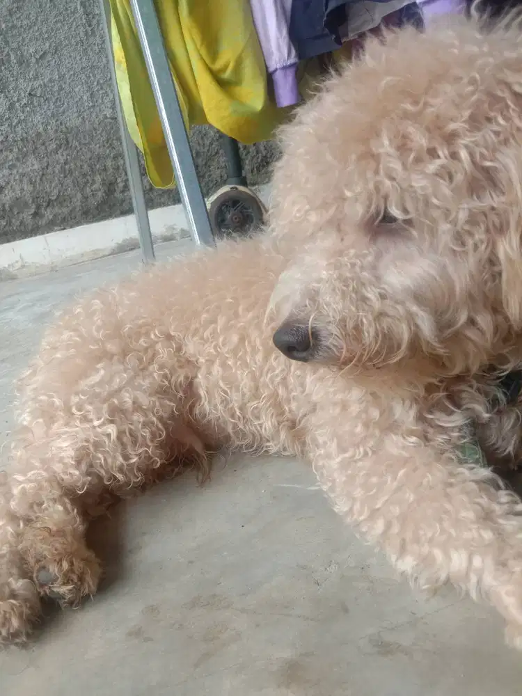 Dijual Anjing Poodle