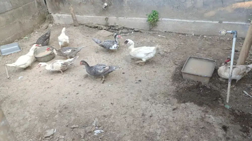 Jual borongan entok 9 ekor