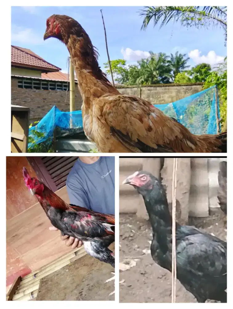 Ayam siam pama dan betina wagon