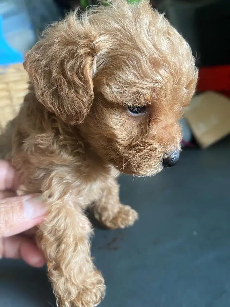 Anak anjing asli phoodle