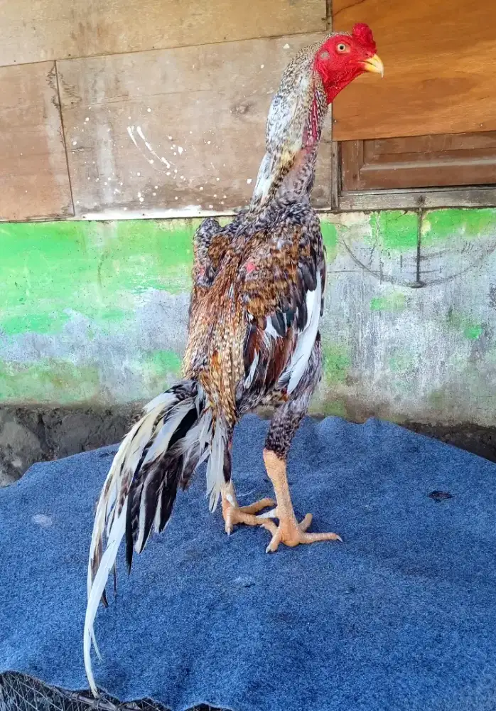 Ayam trah BIG SHAMO ORY berkualitas mewahhh dan sangat terawat