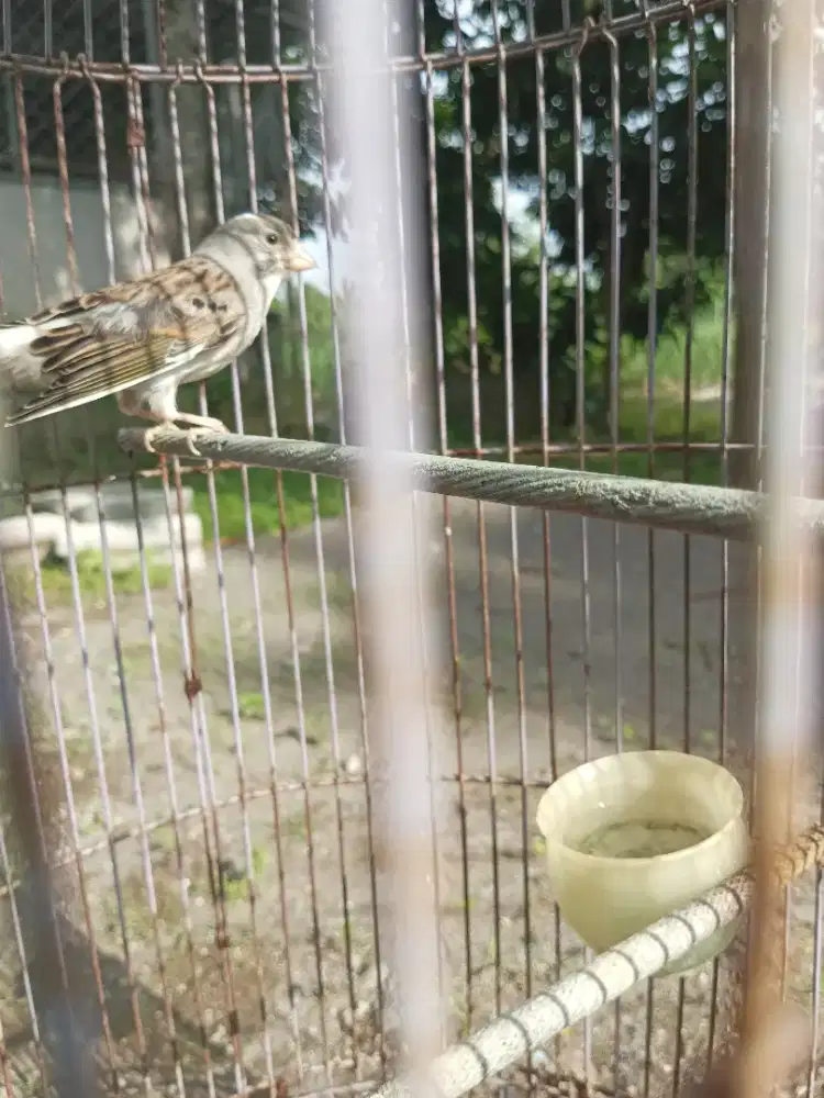 Burung kenari paud panda