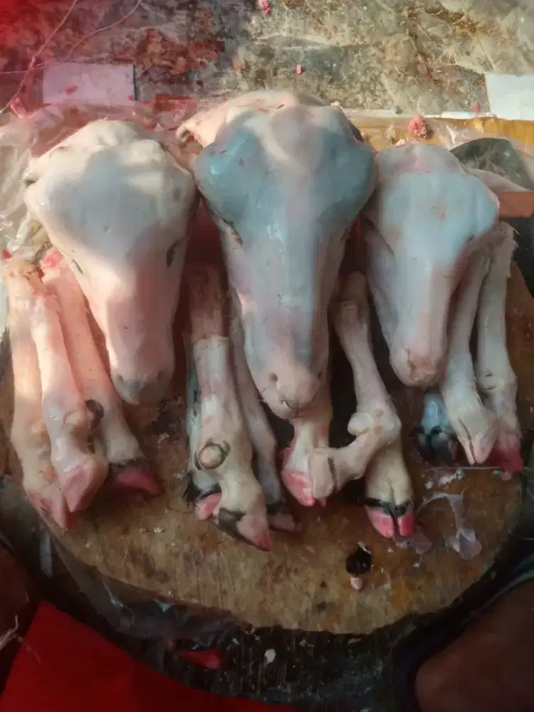 Kepala kambing / kaki kambing / karkas kambing Frozen