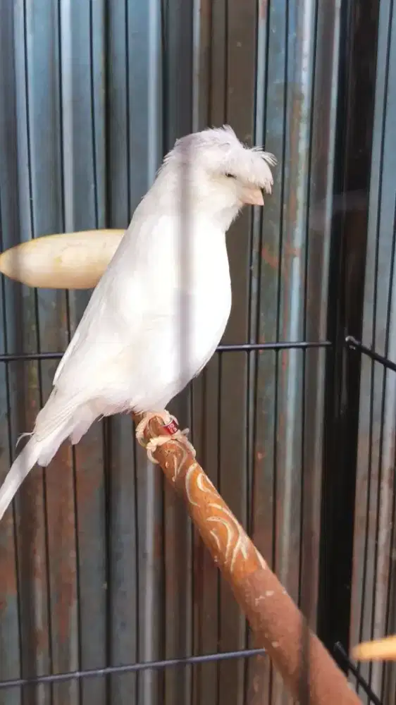 Kenari import Gloster foi24